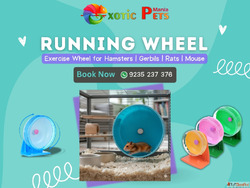 Qpets Hamster Wheel - Rabbit Small Pet Running Wheel