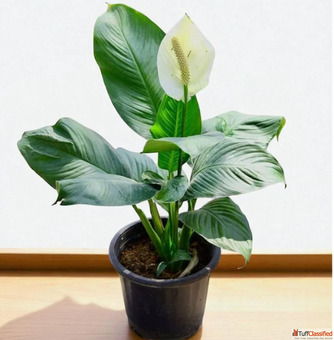 Buy Indoor Plants for Every Room at Home