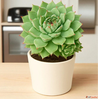 Buy Indoor Plants for Every Room at Home