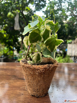 Buy Indoor Plants for Every Room at Home