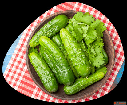 Top-Quality Gherkin Exporters in India for Global Buyers