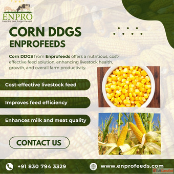 Benefits of Corn DDGS in Animal Nutrition