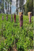 Order Darjoolong Oolong Tea - Tin Caddy Makaibari Tea