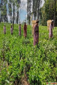 Shop Darjeeling Green Tea - Loose Fresh Leaves Tea Makaibari Tea