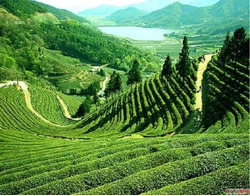 Buy Assam Organic Black Tea Bags - Bold Flavor Luxmi Estates