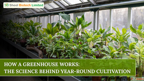 How a Greenhouse Works The Science Behind Year-Round Cultivation