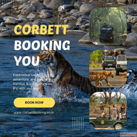 Explore the Wild Best Bijrani Safari Zone Booking Tips for 2...