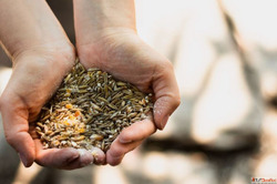 Best Feed for Animal Nutrition Building Healthier and More P...