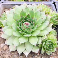 Buy Succulents Online - Plant Orbit