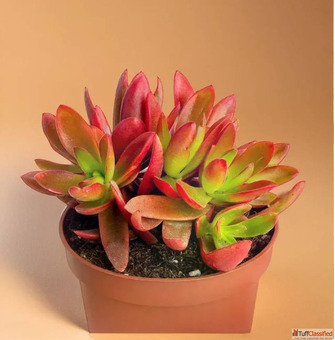 Buy Succulents Online - Plant Orbit