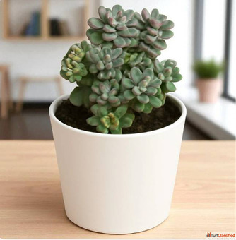 Buy Succulents Online - Plant Orbit