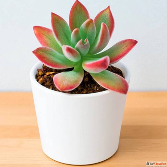 Buy Succulents Online - Plant Orbit