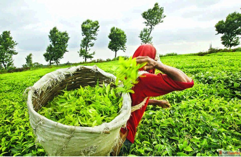 Top Tea Manufacturers in Kanpur Known for Fresh Taste