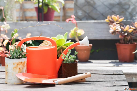 Gardening for Beginners in India - Start Your Green Journey