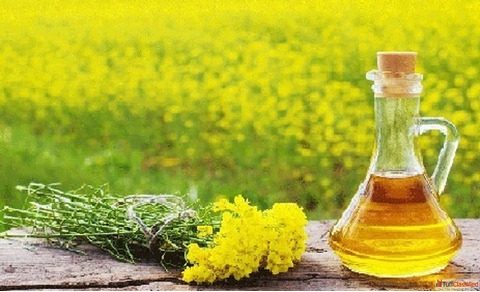 Pure mustard oil suppliers in Surat