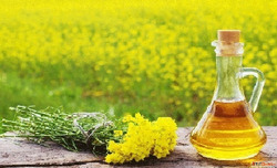 Pure mustard oil suppliers in Surat