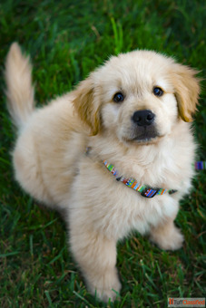 Healthy Well-Trained Dogs and Puppies Available for Loving Homes