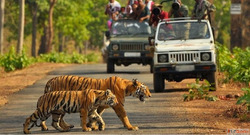 Plan Safari Booking Phato Zone Corbett National Park Adventu...