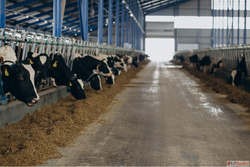 Dairy Feed Additives for Cattle Buffalo Rumen Health Milk Yi...