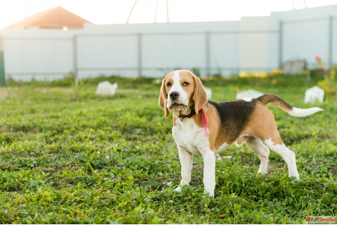 Pet Nutrition Additives Enzymes Probiotics Functional Ingredients - DSAND