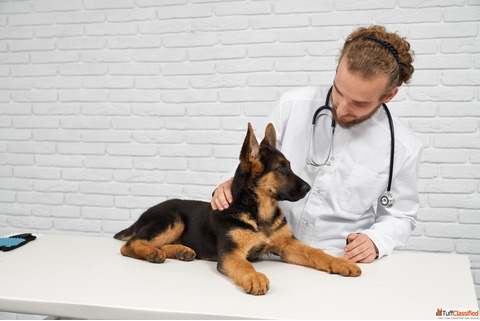 Conbun Pet Care Consultation - Expert Help When Your Pet Needs It