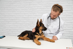 Conbun Pet Care Consultation - Expert Help When Your Pet Nee...