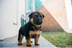 German Shepherd Puppies For Sale..8307797664