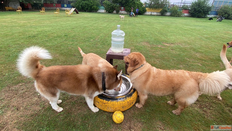 Gurgaon's Best Dog Park Pet-Friendly Café - Visit Today