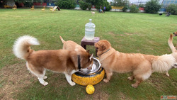Gurgaon's Best Dog Park Pet-Friendly Café - Visit Today