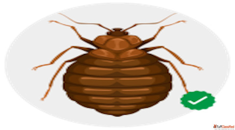 Fast Bed Bug Control Services Chandigarh Skuas Pest Control
