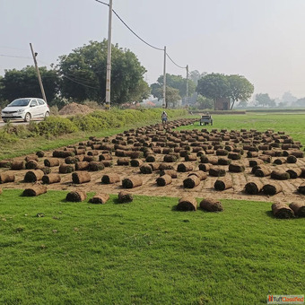 Natural Lawn Grass in Punjab Natural Lawn Grass Suppliers in Gujarat