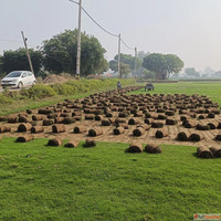 Natural Lawn Grass in Punjab Natural Lawn Grass Suppliers in...