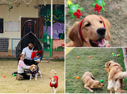 Dog Boarding Near Me - Pet Me Maa