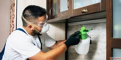 Why Pests Keep Returning in Some Lucknow Homes