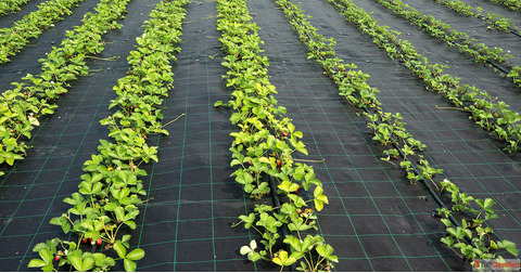 Ground Covers Where the Earth Dresses Itself