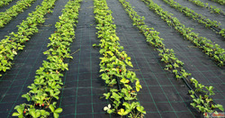 Ground Covers Where the Earth Dresses Itself