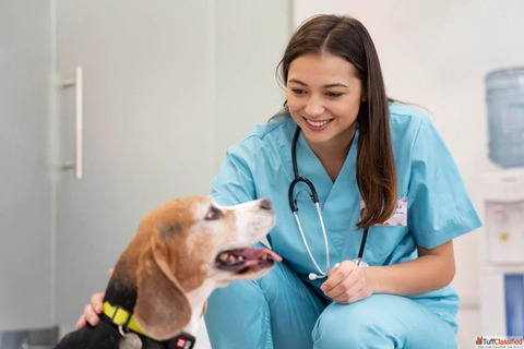 Trusted Pet Care Consultation on Conbun