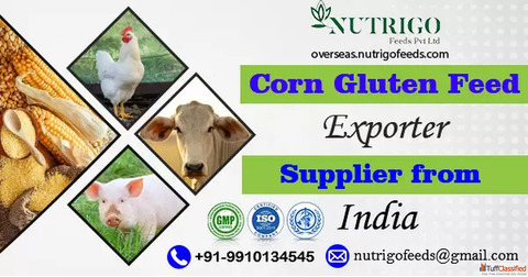 Corn Gluten Feed Exporter from India with Quality Focus