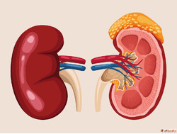 Homeopathy Kidney Specialist in Agra for Natural Kidney Care