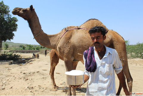 Is camel milk high in sugar