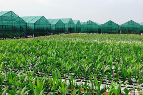 Plantaeroot - Kolkata's Trusted Online Plant Nursery for Healthy Beautiful Greenery