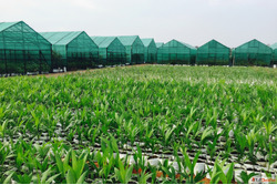 Plantaeroot - Kolkata's Trusted Online Plant Nursery fo...