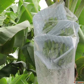 Buy Durable Banana Bunch Cover Bag for Fruit Protection