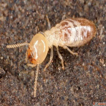 Termite Control Services in Bangalore Safe Effective Solutions