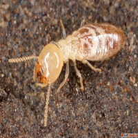 Termite Control Services in Bangalore Safe Effective Solutio...