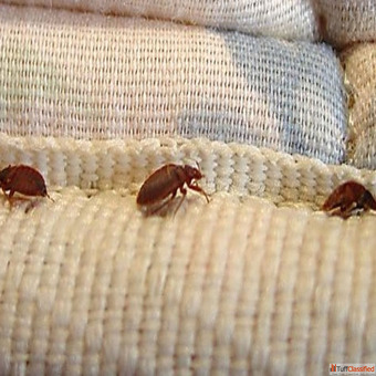 Bed Bugs Control Services in Bangalore Guaranteed Results
