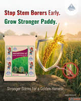 Best Insecticides for Paddy Cultivation Nagarjuna 4G by NACL