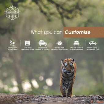 Tiger Safari Tour India