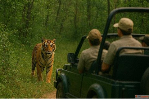 Corbett National Park Safari Booking Wildlife tours Jim Corbett Packages