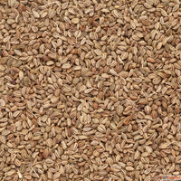 Green Cardamoms near me in Navi Mumbai